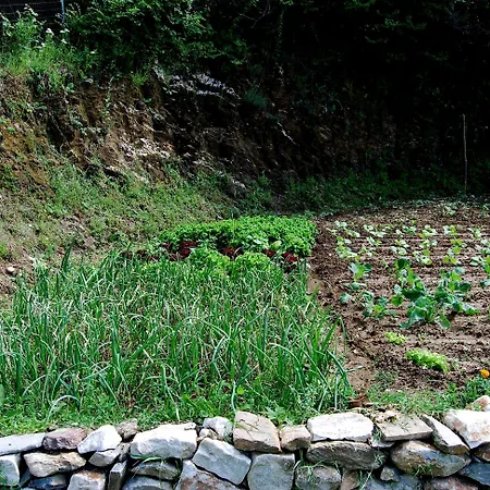 Jennifer מלון Taxiarches (Drama)